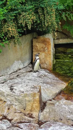 Ein Pinguin steht auf einem Felsen am Wasser im Zoo Lešná Zlín