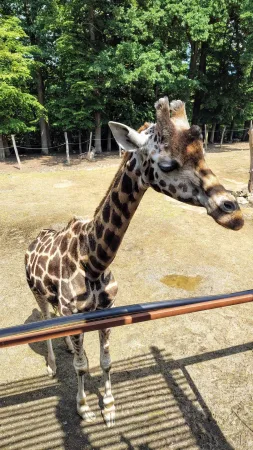 Eine Giraffe schaut aus der Nähe über den Zaun ihres Geheges im Zoo Lešná Zlín