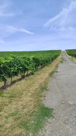 Štěrková cesta podél vinic v Kobylí za slunečného dne