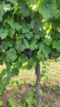 Zralé modré hrozny schované v listoví vinné révy