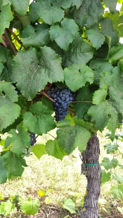 Detail modrých hroznů na vinné révě v kobylské vinici