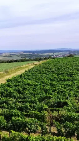 Výhled z rozhledny na zelené vinice a vesnice v dálce