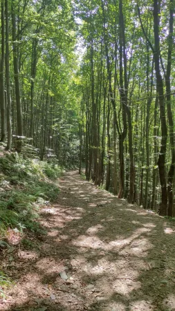 Prosluněná pěšina bukovým lesem na sestupu z Radhoště
