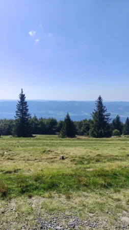 Horská louka s osamělými smrky a výhledem do beskydské krajiny
