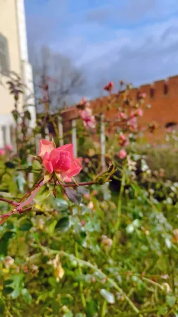 Růžová růže kvetoucí pod cihlovou baštou hradu Wawel v Krakově