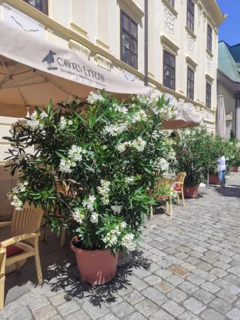 Fehér oleanderek étterem kertje mellett a soproni téren