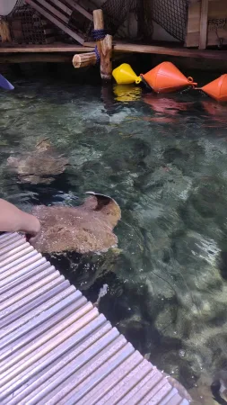 Ruka se dotýká rejnoka plavajícího v mělkém bazénku s barevnými bójkami.