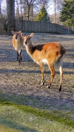 Dvě antilopy s hnědou srstí pasoucí se ve výběhu zoo