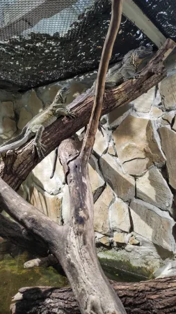 Dva leguani odpočívající společně na větvích v teráriu krakovské zoo