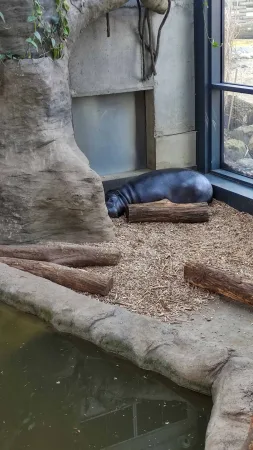 Hroch spící na dřevěné kládě u vodní plochy ve výběhu zoo