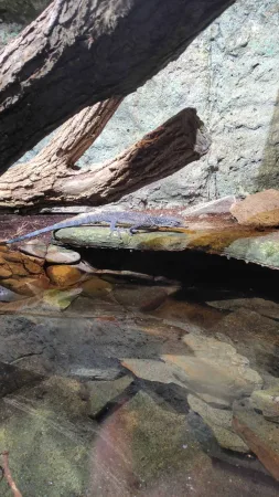 Ještěr odpočívající na kameni u vodní plochy v teráriu zoo