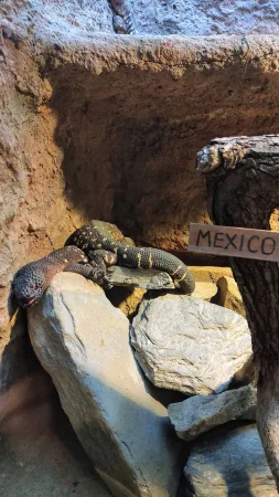 Jedovatý ještěr korovec odpočívající u cedulky Mexiko v teráriu zoo