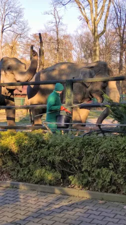Ošetřovatel krmí slony u plotu jejich výběhu v krakovské zoo