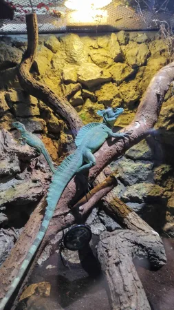 Zelený leguan sedící na dřevěné větvi v osvětleném teráriu zoo