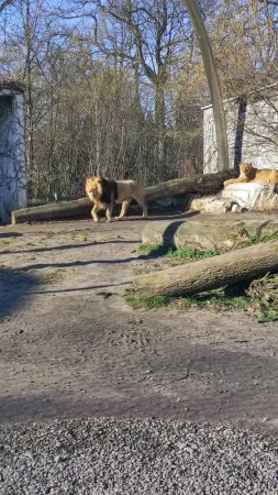 Lev kráčející výběhem, lvice odpočívající na skále v pozadí zoo