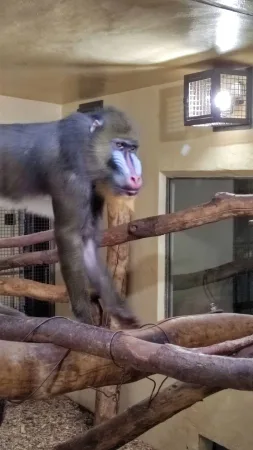 Mandril procházející po dřevěných větvích ve svém výběhu v zoo