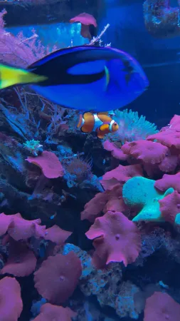 Modrá ryba a klaun očkatý mezi korály v akváriu zoo