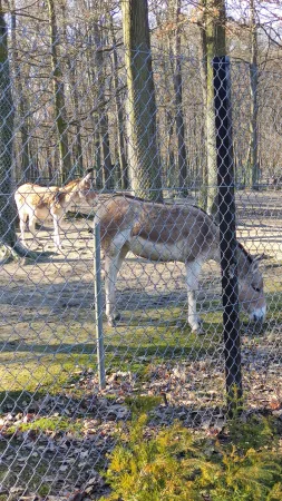 Dva osli pasoucí se ve výběhu mezi vysokými stromy v zoo