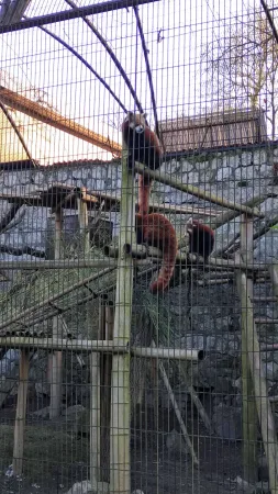 Panda červená sedící na dřevěné konstrukci ve svém výběhu v zoo