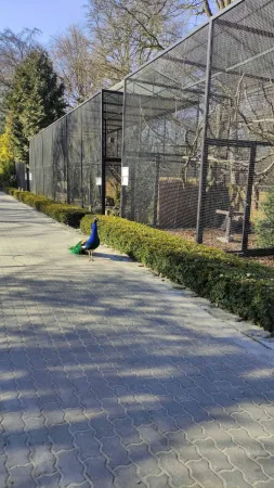Páv kráčející po vydlážděné cestě mezi voliérami v krakovské zoo