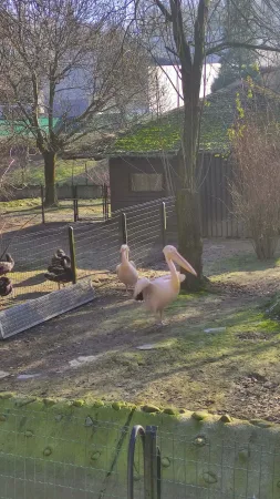Dva růžoví pelikáni stojící ve výběhu před dřevěnou boudou v zoo