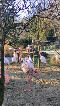 Skupina růžových plameňáků stojící mezi stromy ve výběhu krakovské zoo