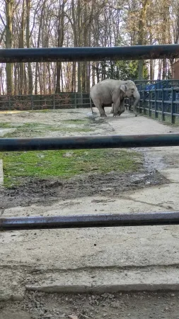 Slon indický pomalu procházející svým otevřeným výběhem v krakovské zoo