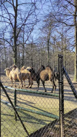 Stádo velbloudů pomalu procházející výběhem obklopeným lesem v krakovské zoo