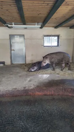 Dva tapíři odpočívající na slámě ve svém vnitřním výběhu v zoo