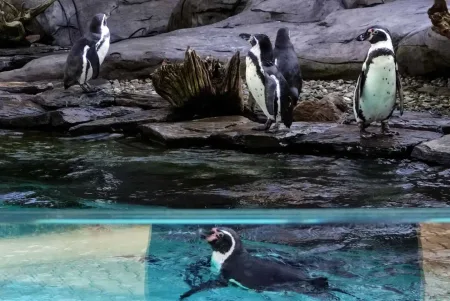 Zoo v Krakově, polské Maledivy – lom Zakrzówek a další nečekané dobrodružství