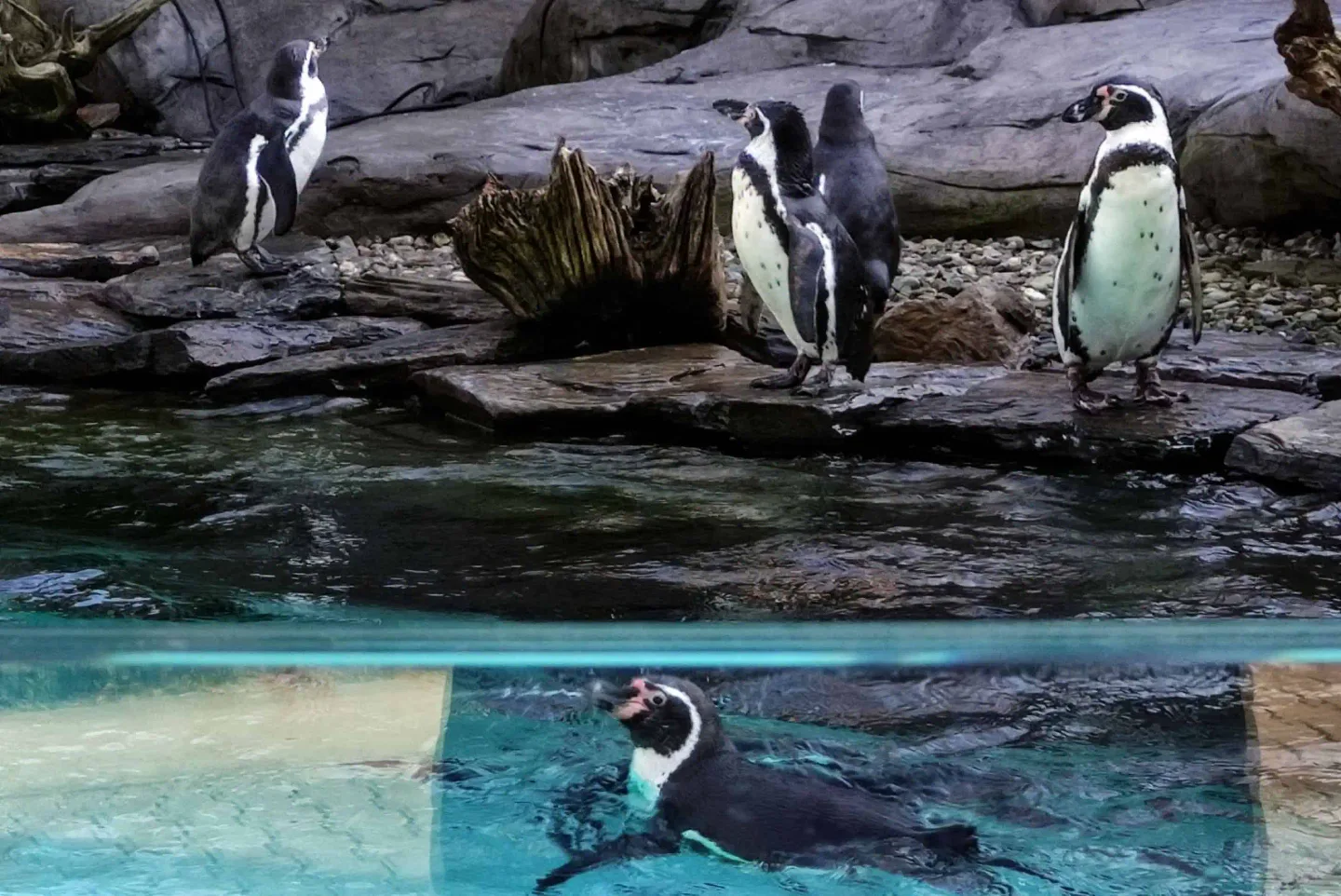 Zoo v Krakově, polské Maledivy – lom Zakrzówek a další nečekané dobrodružství