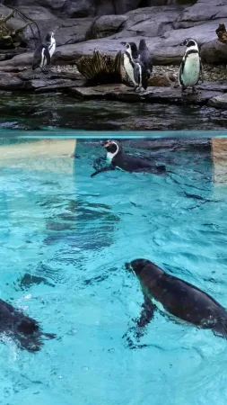 Tučňáci plavající a stojící na skalách u bazénu krakovské zoo