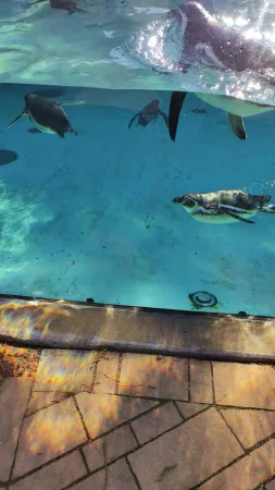 Tučňáci plavou pod vodní hladinou v tyrkysovém bazénu krakovské zoo