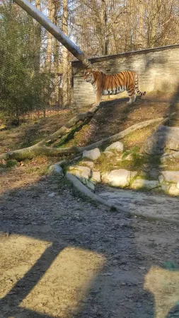 Tygr stojící na skalnatém svahu svého výběhu v krakovské zoo