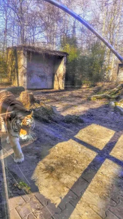 Tygr ussurijský procházející svým výběhem za skleněnou stěnou v zoo