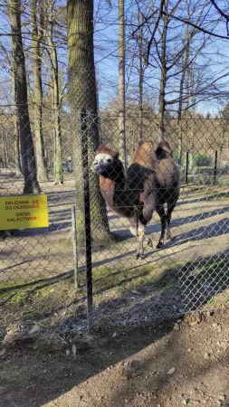 Velbloud dvouhrbý stojící za drátěným plotem ve svém výběhu v zoo