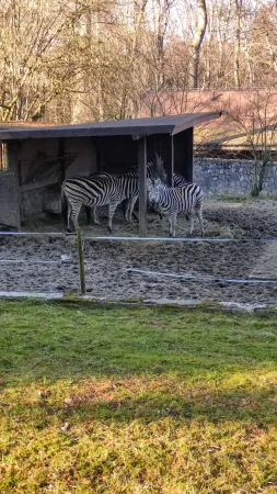 Zebry stojící u dřevěného přístřešku ve svém výběhu v zoo