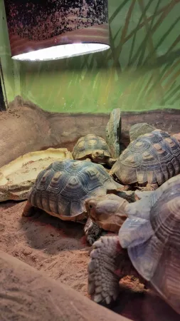 Skupina suchozemských želv odpočívající pod vyhřívací lampou v teráriu zoo