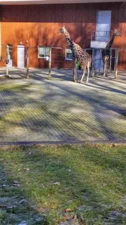 Dvě žirafy stojící ve venkovním výběhu u pavilonu v zoo
