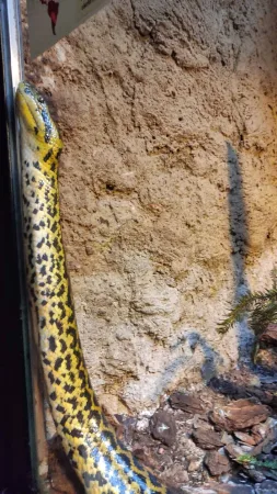 Žlutočerný had plazící se po stěně terária v krakovské zoo